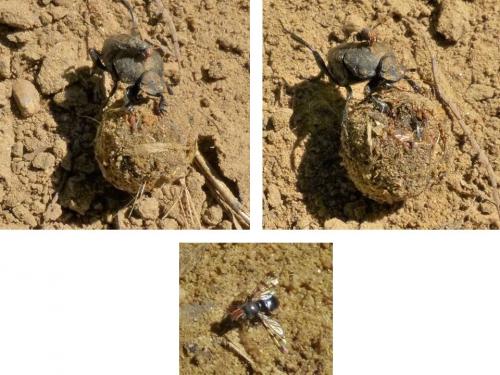 Herina sp.